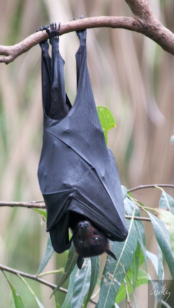 AustraliaAdelaide 10  007